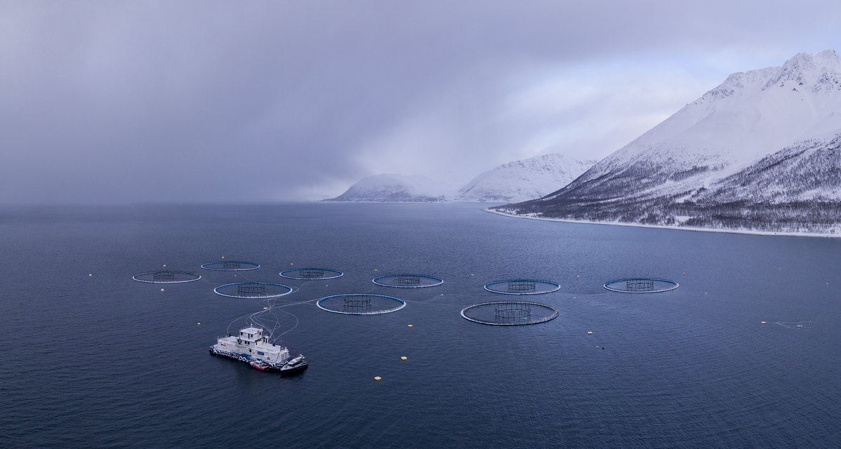 Trzy pytania dotyczące rekordowej śmiertelności norweskiego łososia | localmarket.no