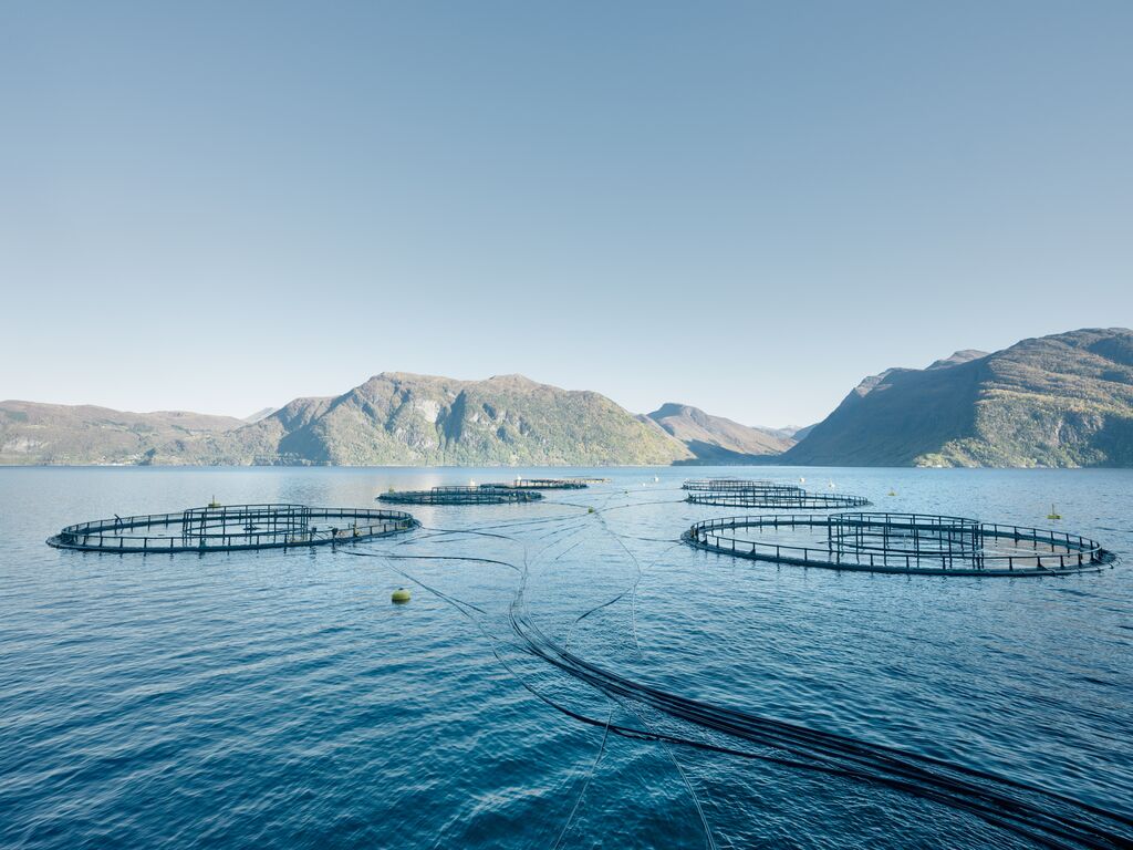 Rząd Norwegii chce opodatkować producentów łososia | localmarket.no